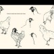 Variation sur les poules - 01-poules-de-ma-grand-m-re